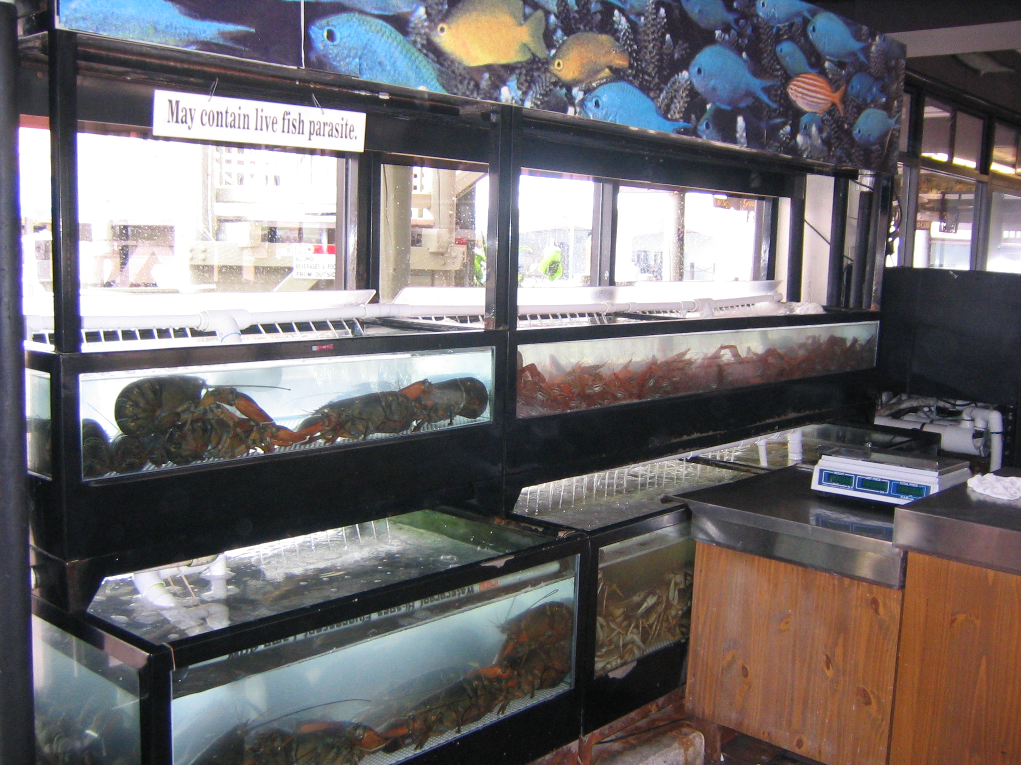 Wall of Live Seafood Tanks