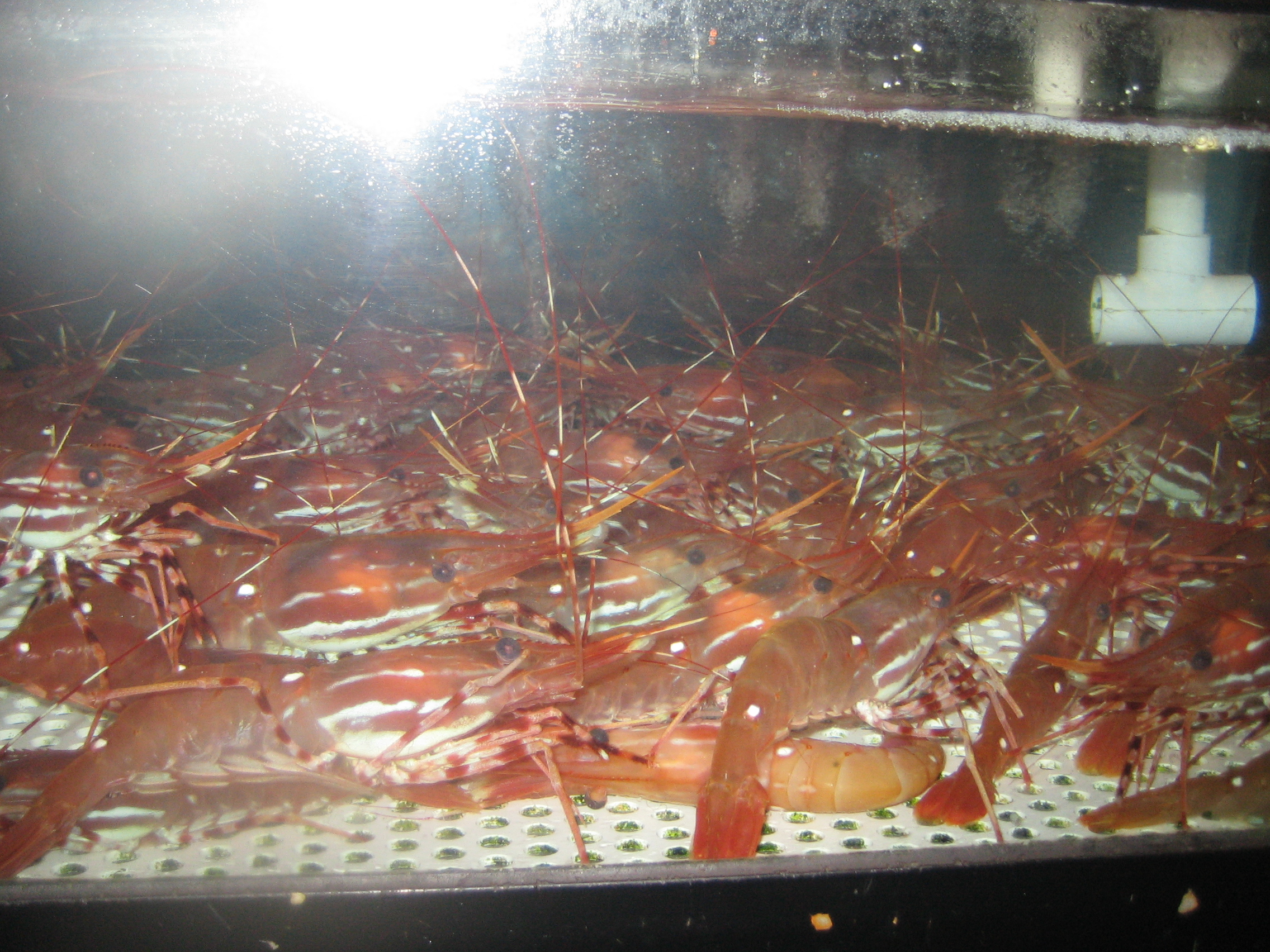 Live Santa Barbara Spotted Prawns